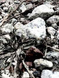 Full frame shot of rocks on snow covered land