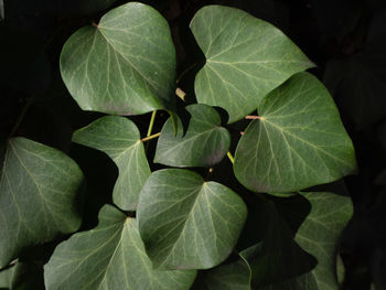 High angle view of green leaves