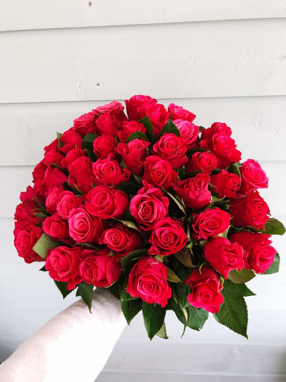 CLOSE-UP OF RED ROSES