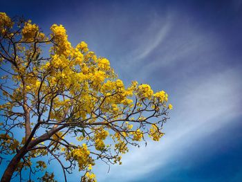 Low angle view of yellow flower tree against sky