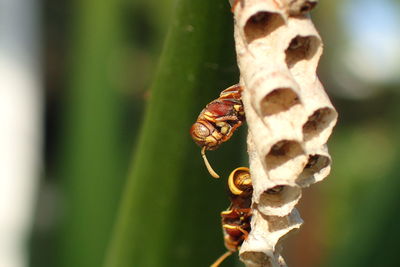 Close-up of insect