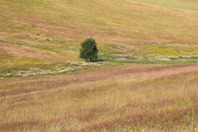 Scenic view of field
