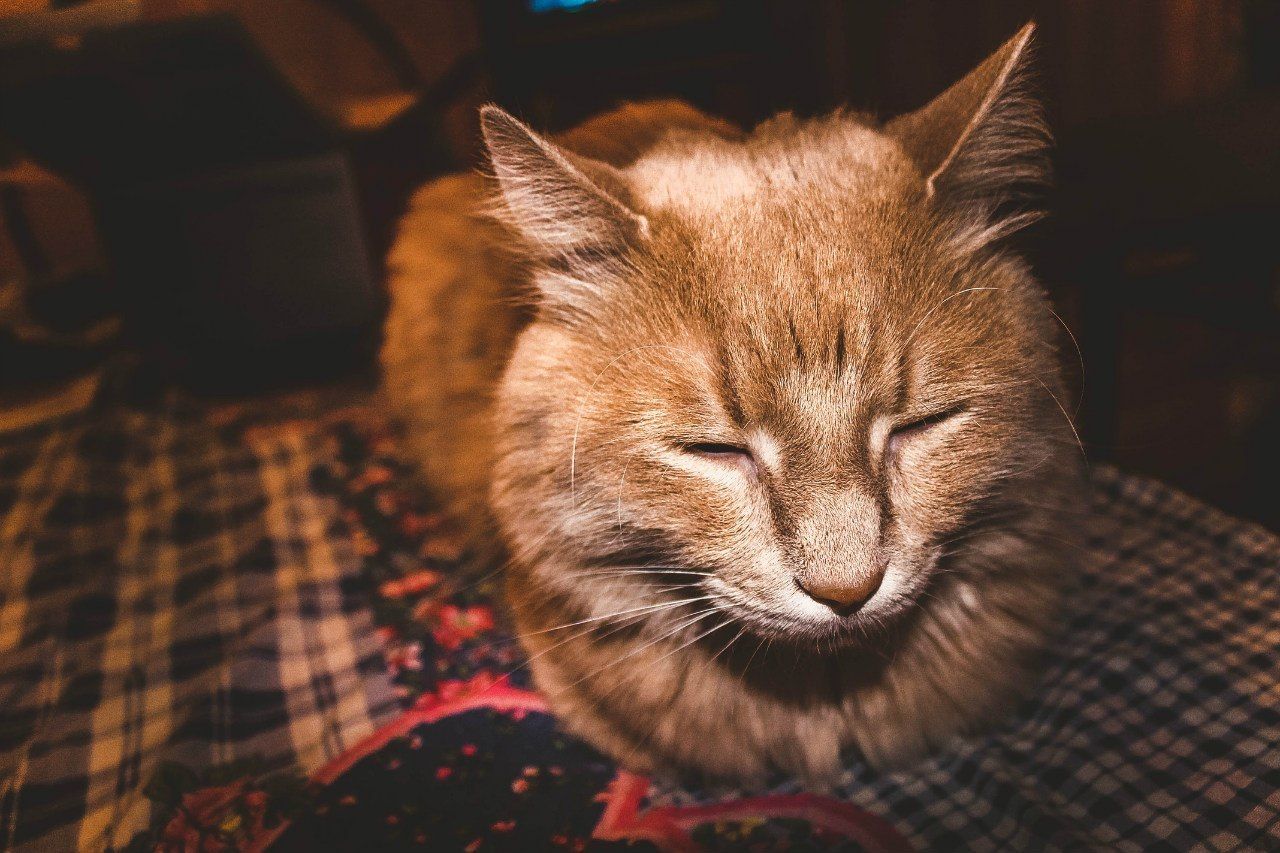 domestic cat, animal themes, domestic animals, pets, one animal, mammal, cat, feline, whisker, indoors, relaxation, close-up, animal head, looking at camera, portrait, resting, lying down, animal body part, focus on foreground, eyes closed