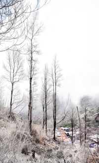 Bare trees on field against sky