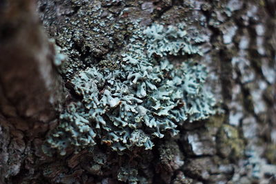 Close-up of mushroom growing on tree trunk