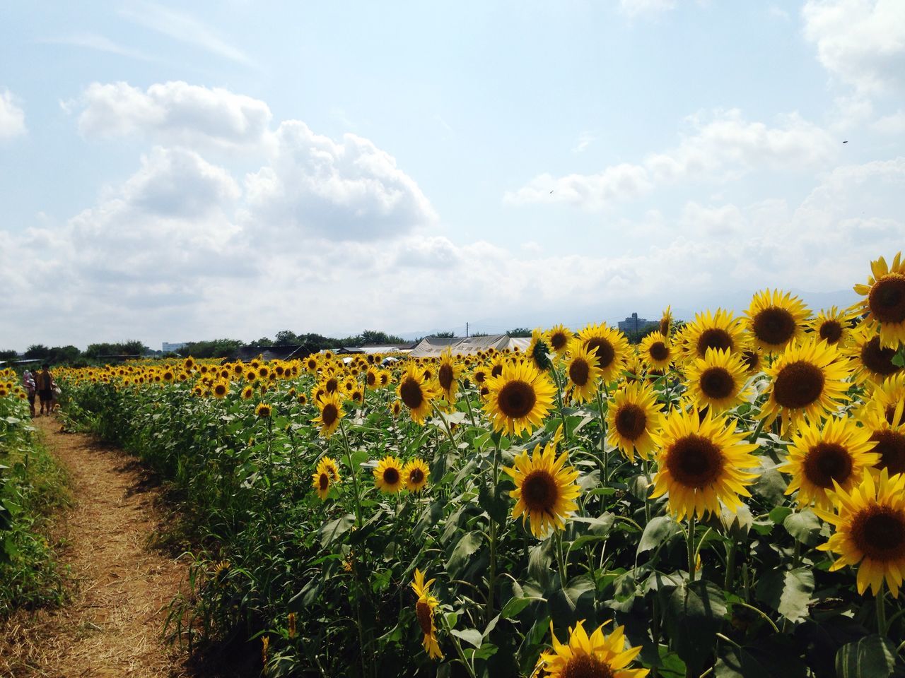 flower, yellow, field, rural scene, agriculture, growth, sunflower, beauty in nature, freshness, landscape, sky, nature, farm, fragility, tranquil scene, plant, tranquility, oilseed rape, crop, scenics