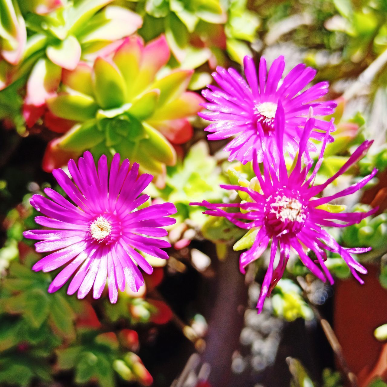 CLOSE-UP OF PINK AND PURPLE FLOWERING PLANT