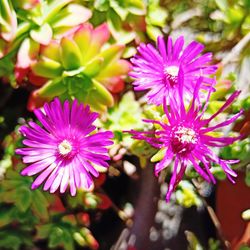 Close-up of pink flowering plant