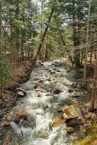 Scenic view of forest