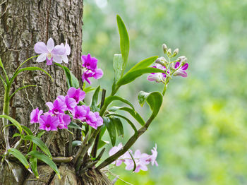 Close-up of pink flowering plant