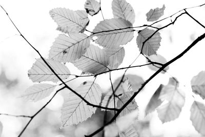 Low angle view of leaves against sky