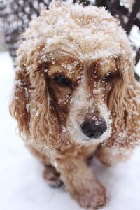 Close-up portrait of dog during winter