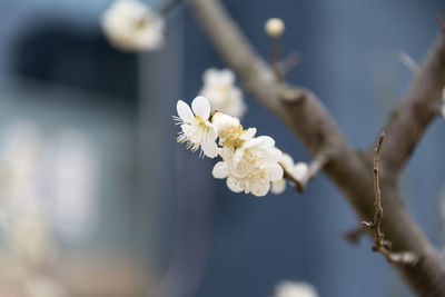 Close-up of white flowers blooming outdoors