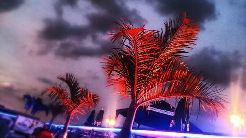Low angle view of palm trees against sky