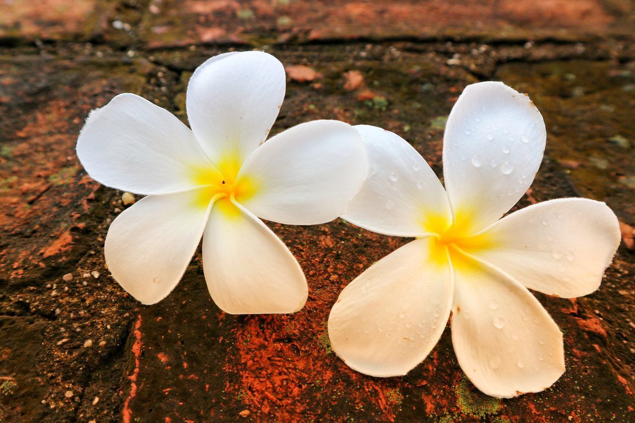 CLOSE-UP OF WHITE FLOWERS ON FIELD