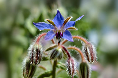 Close-up of purple flowers