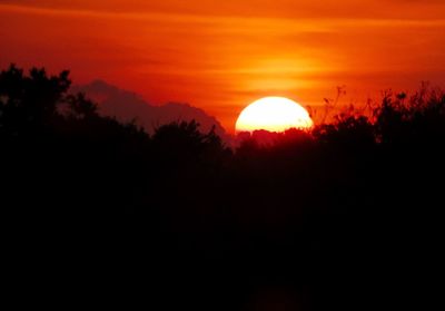 Silhouette trees against orange sky