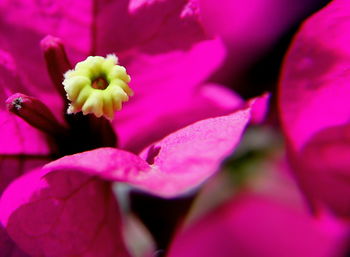 Close-up of pink flowers