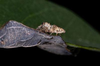 Close-up of spider