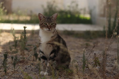 Portrait of a cat on field