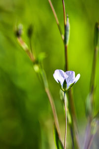 Close-up of white flowering plant