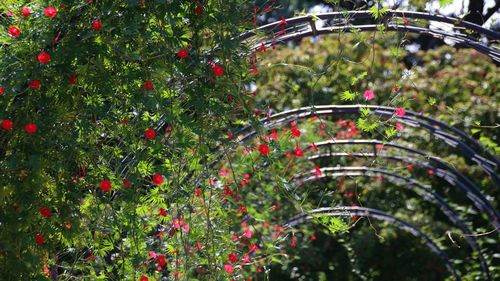 Close-up of flowering vine wrapped around archway