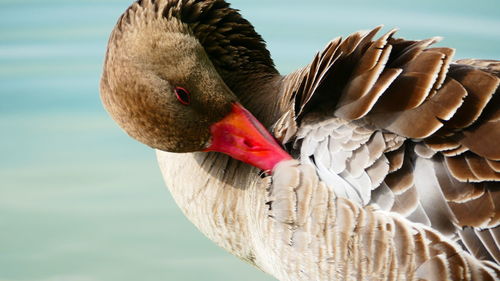 Close-up of pelican on lake