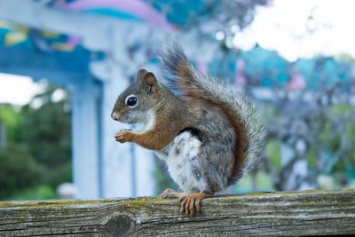 Close-up of squirrel on wood