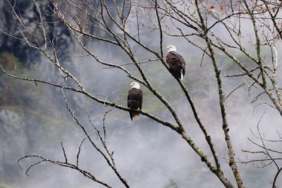 Low angle view of birds perching on bare tree