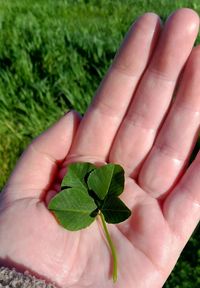 Close-up of hand holding leaves