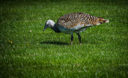 Bird on field