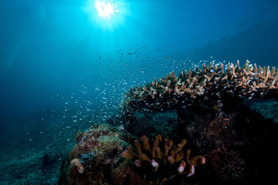 Fish swimming in sea