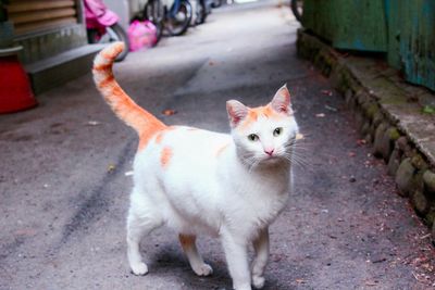 Portrait of cat