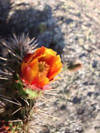 Close-up of orange flower