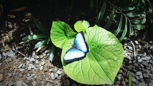 High angle view of butterfly on leaf