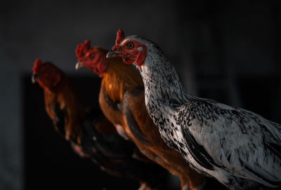 Close-up of chickens 