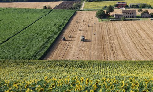 Scenic view of agricultural field