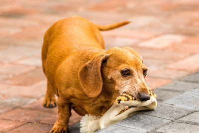 Close-up of a dog looking away