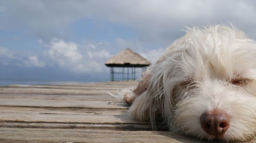Close-up of a dog on beach