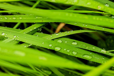 Close-up of wet plant during rainy season