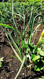 Close-up of plants growing on field