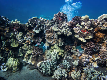 View of fish underwater