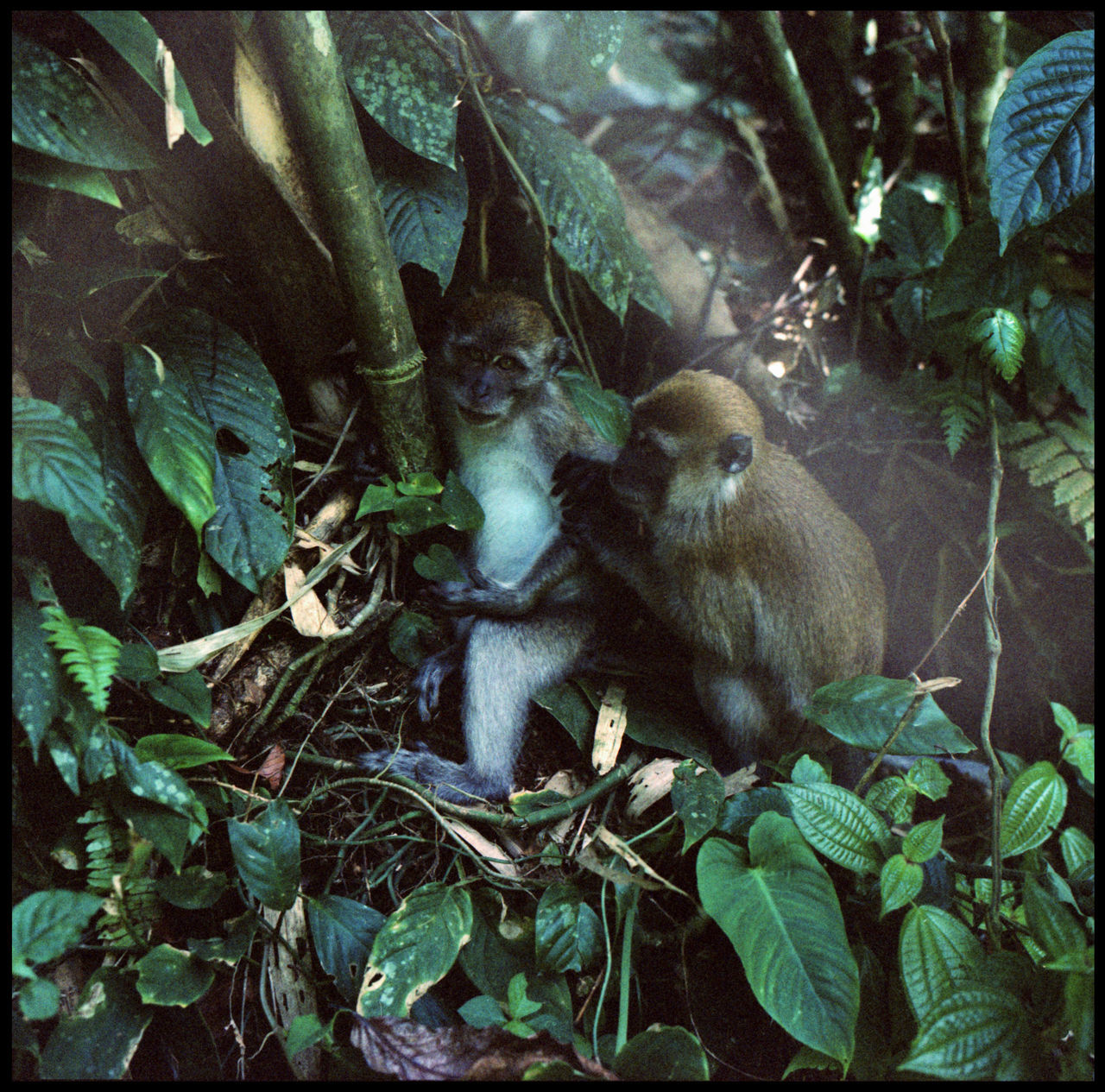 VIEW OF A MONKEY SITTING ON TREE