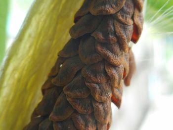 Close-up of plant