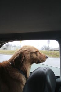Close-up of dog in car