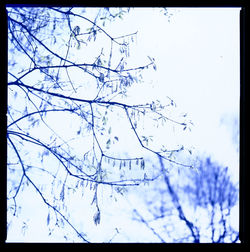 Low angle view of tree against sky