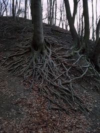 Trees in forest