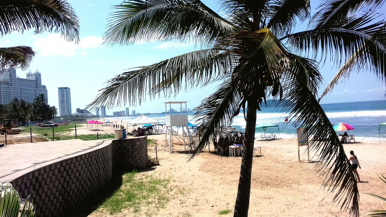 PALM TREES ON BEACH