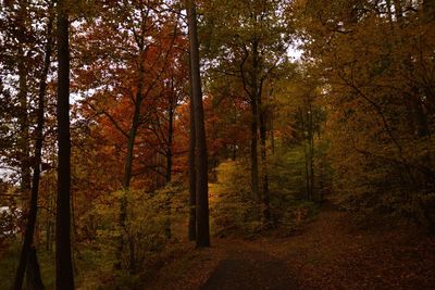 Trees in forest against sky