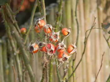 Close-up of berries growing on tree